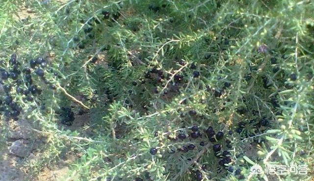 种植的黑枸杞可以吃吗，黑枸杞盆栽，枸杞盆栽怎么种植方法