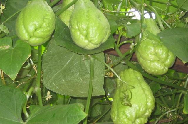 头条问答 种什么蔬菜一次种植长期收获 农夫也疯狂的回答 0赞