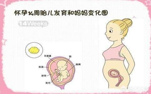 头条问答 怀孕十四周平躺着睡觉小腹鼓起来是怎么回事 10个回答