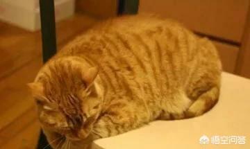 猫坚强:为什么我养的猫都活不过两个月？