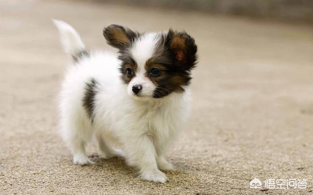 捡到流浪贵宾犬好养吗:捡到一只流浪狗，想留下照顾它，该注意什么？