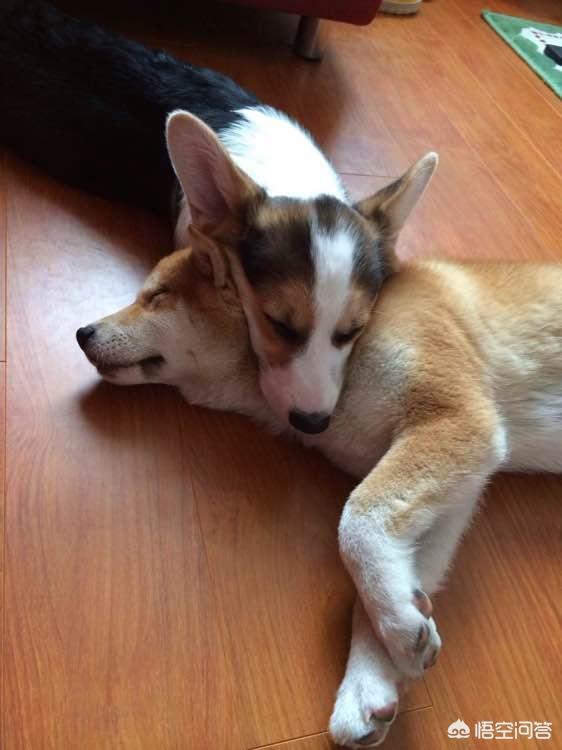 北京柯基犬:想养宠物狗，柯基与柴犬哪个好？