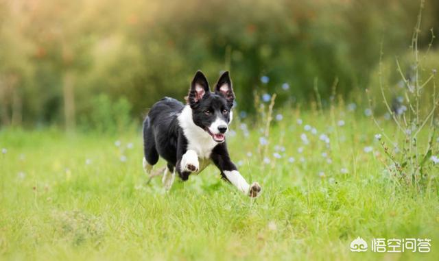 西施犬好养吗:西施犬爱挑食，西施犬喂什么食物不挑食呢？