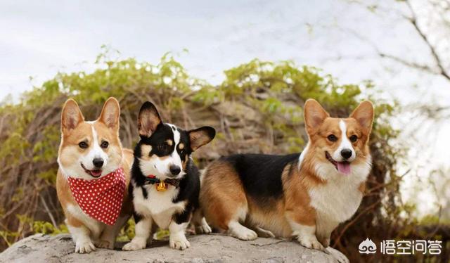 西施犬好养吗:西施犬爱挑食，西施犬喂什么食物不挑食呢？