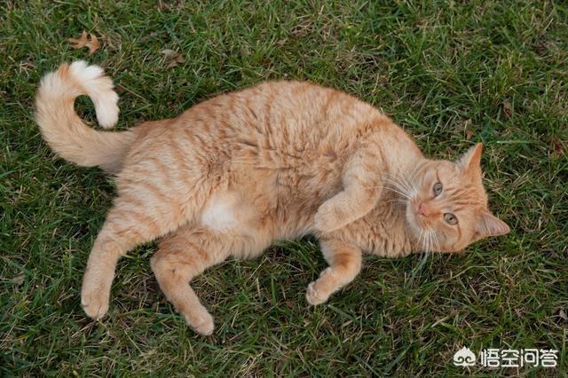橘猫是什么品种，橘色狸花猫和橘猫有什么区别吗