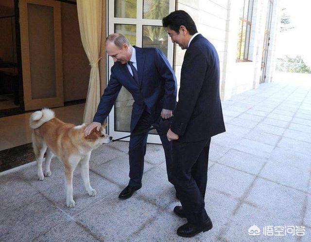 秋田犬性格大揭秘:如何区分柴犬与秋田犬的区别？