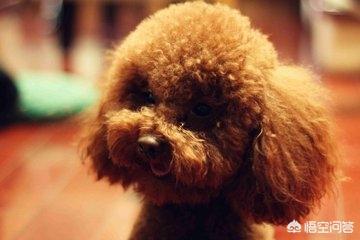 狗吃什么对毛好:泰迪吃什么对毛发褪色有改善作用？