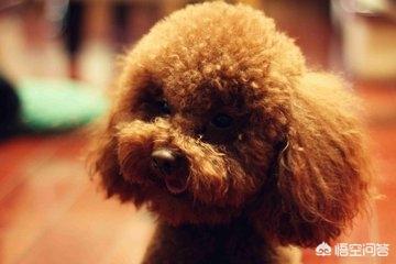 贵宾犬怎么养毛发好:泰迪吃什么对毛发褪色有改善作用？