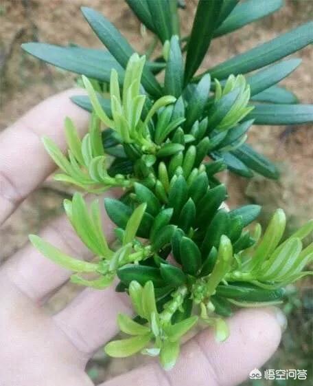 罗汉松:罗汉松造型 罗汉松用浅盆还是深盆？有哪些需要注意的？