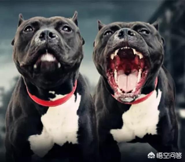 纽波利顿犬对战比特:成年狞猫是否打得过一只比特犬？为什么？