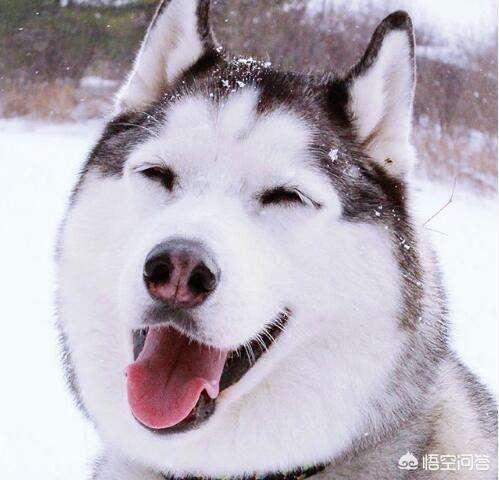 哈士奇那么傻,为什么还要那么多人爱养?-百科网