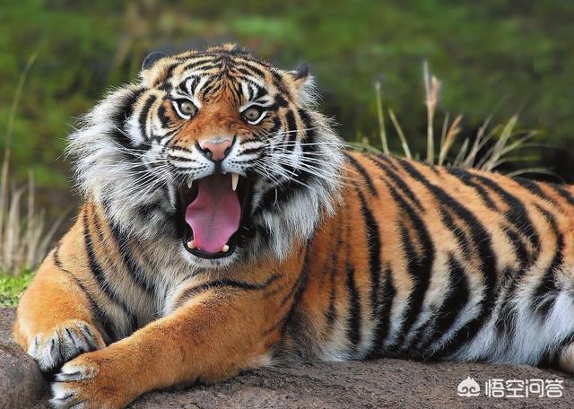 看到有文章说十个泰森也打不过一只东北虎,也就是说十个泰森打不过一