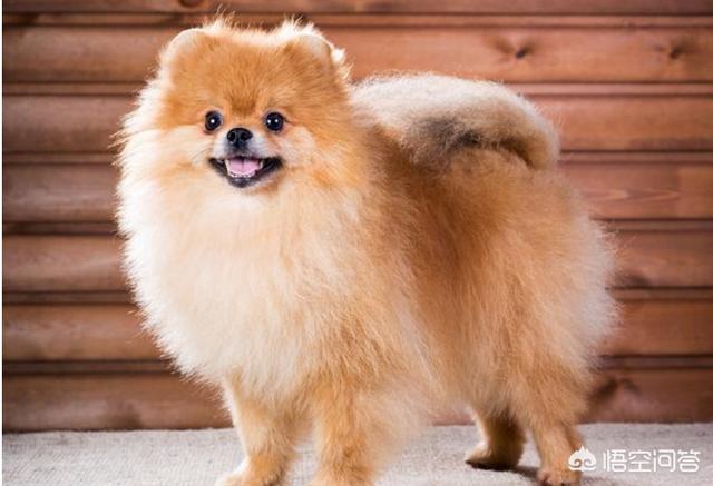 英系博美会不会有味道:博美犬应该如何饲养？需要注意什么？ 英系博美是尖嘴吗