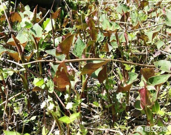 折耳鱼磁力:现在市面上有多少人喜欢吃折耳根（鱼熏草）？