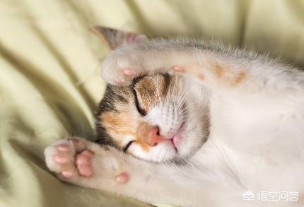 贪睡母女猫走红baidu:如何看待主人和猫咪一起睡觉呢？