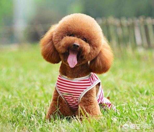 泰迪贵宾壁纸:为什么泰迪犬那么多人养？