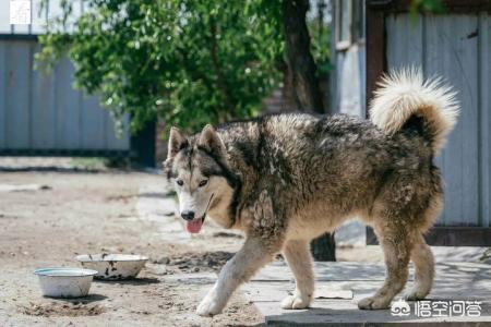 改变世界的犬类流浪狗:流浪狗在野外是否有可能发展成狼群？ 流浪狗中少有大型犬的现实原因