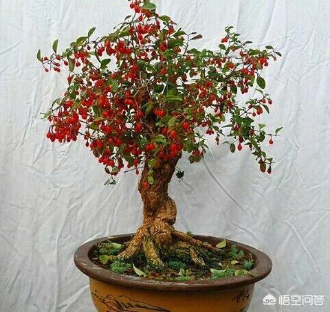 枸杞树图片:枸杞树怎么移植？多长树龄的枸杞树移植最好？