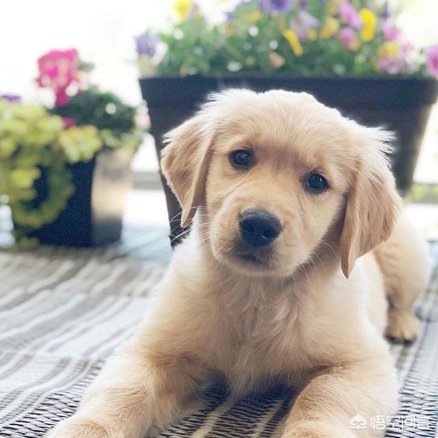 不爽狗:喜欢狗狗的人是什么样的性格？