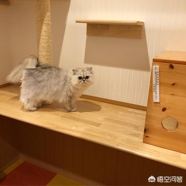 meow mix咪咪乐猫粮:猫粮是皇家还是冠能好呀？大家有没有什么好的宠物食品推荐？