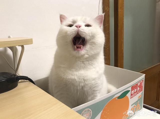 猫咪减肥容易吗:猫咪会不会意识到自己很胖需要减肥呢？