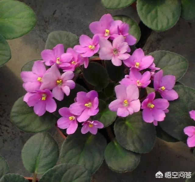 非洲堇一盆能栽多棵吗:盆栽种植非洲堇，需要注意什么？