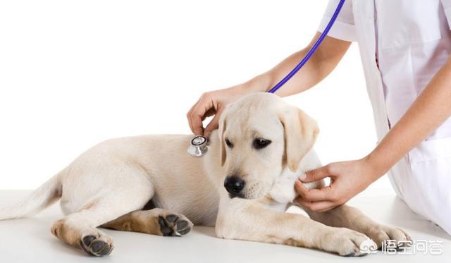 犬瘟热早期表现为:狗狗得了狂犬病症状和狗瘟症状有什么区别，如何区分？ 犬瘟热炎症一直没有减轻