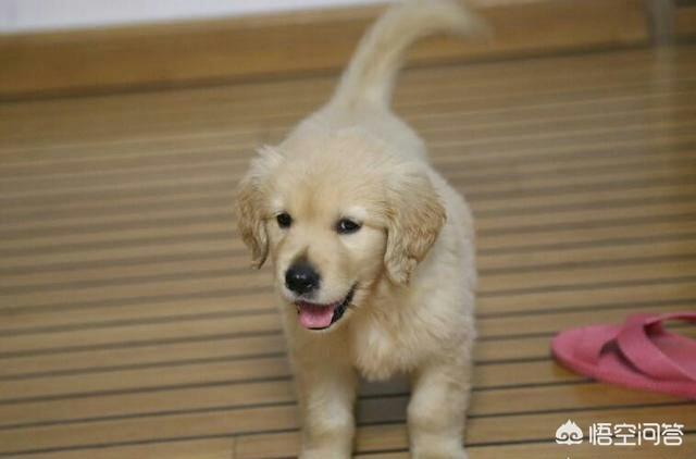 世界犬种智商排行金毛:金毛分哪两个系别？区别在哪里？为什么都不喜欢枫叶红色？