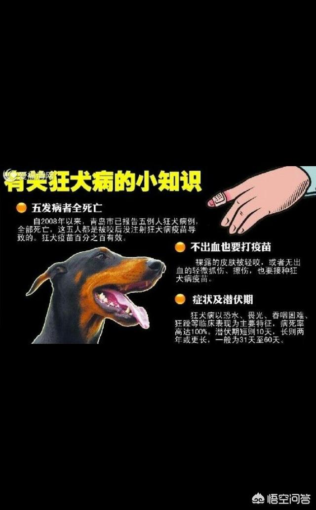 狂犬病发作视频:狂犬病究竟有多可怕，真的是发病必死么？