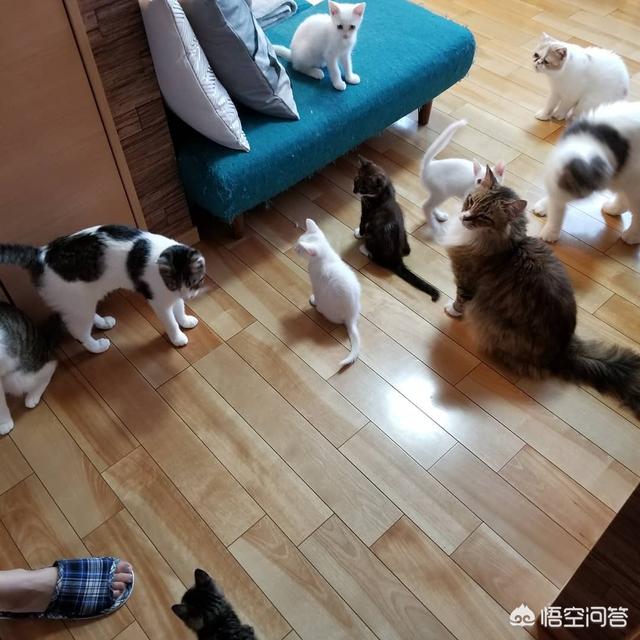 马鞍山宠物猫免费领养:请教大家一下，如何收养流浪猫？