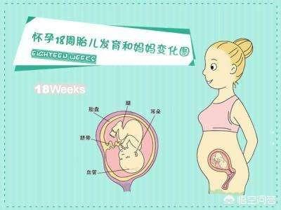 怀孕几个月肚子才会显怀，怀孕六个月，肚子还是不显怀是什么情况？应该注意哪些问题？