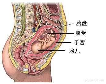 悟空问答 十八周胎儿在什么位置 怀孕18周了究竟胎儿位置在那里呢 4个回答