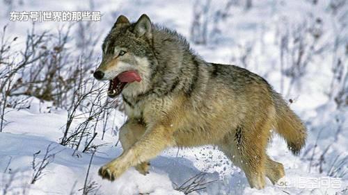 黑狼犬和杜高犬打架视频:一只成年藏獒能打得过成年的北美灰狼吗？