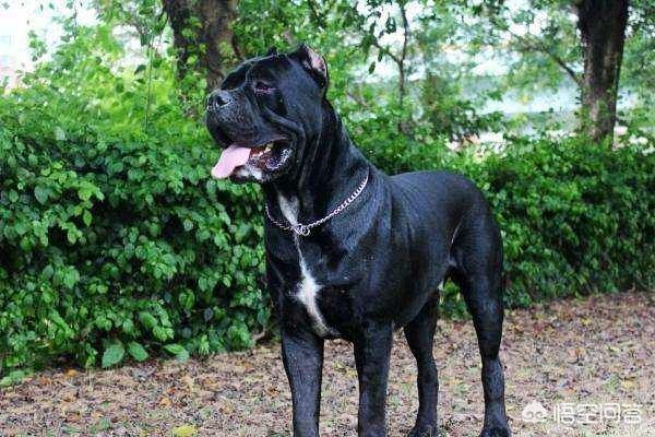 杜高猎犬猎野猪视频:世上有哪些狗敢和野兽搏斗？有何依据？