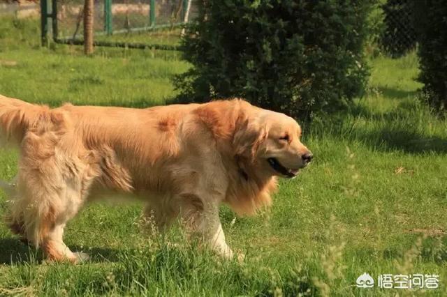 金毛狗粮:成犬金毛吃什么狗粮比较好？
