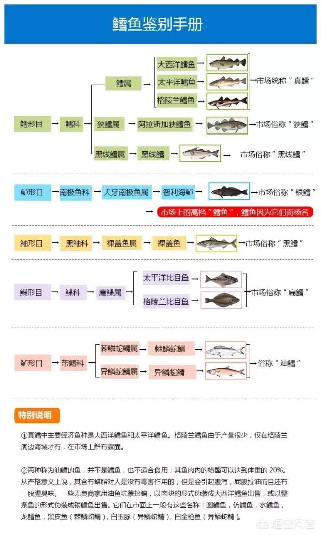 他是龙知乎，鳕鱼与油鱼的区别是什么？