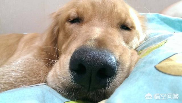 秋田犬性格大揭秘:如何区分柴犬与秋田犬的区别？