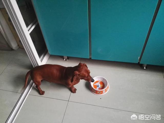 喂狗粮:#萌星人成长记#猫咪可以吃狗粮吗？