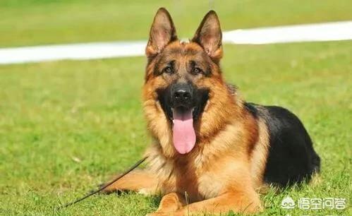 苏俄牧羊犬斗狠视频:波兰被的德国蹂躏时--苏联老大哥睡懵了吗？