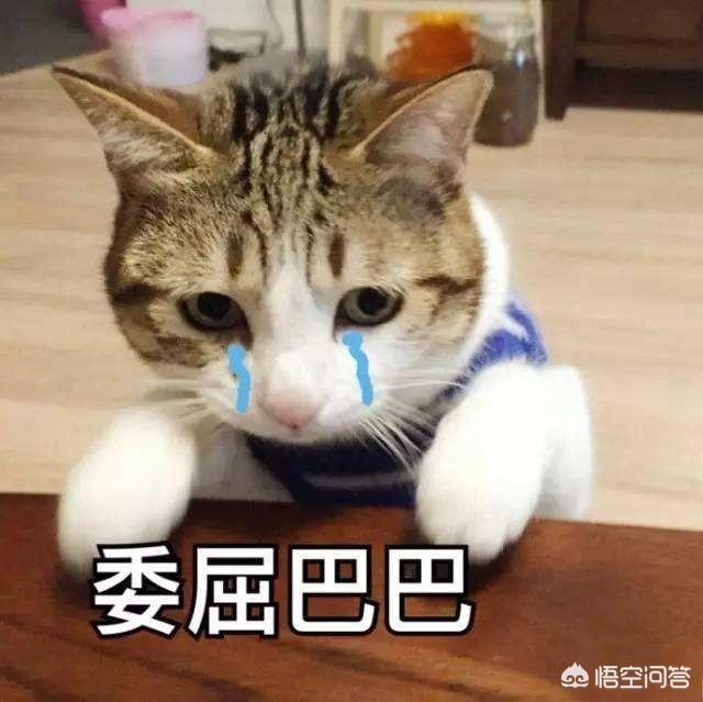 小萌猫红小胖:你的猫咪是怎样陪伴你的？