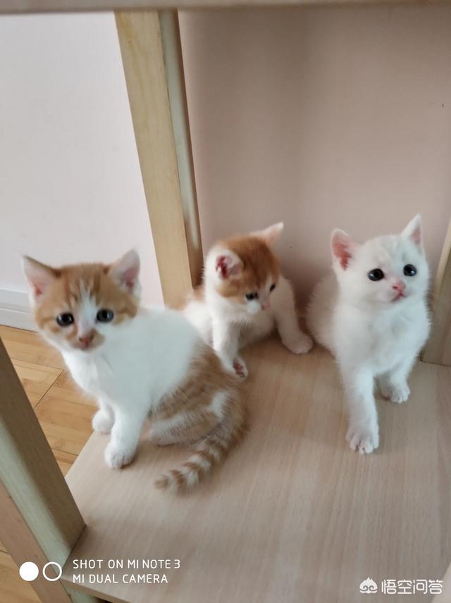 头条问答 如何给猫照出令人惊艳的照片 8个回答