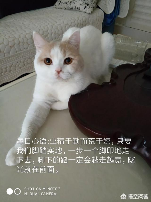 头条问答 如何给猫照出令人惊艳的照片 8个回答