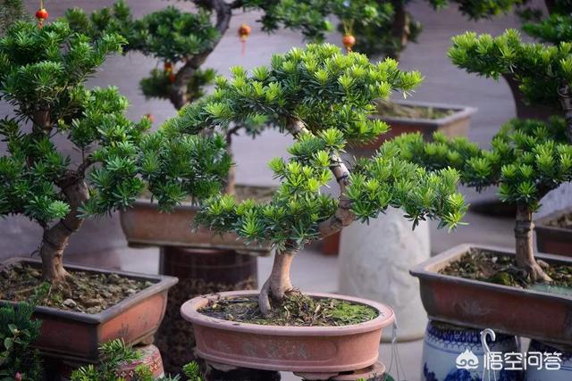 罗汉松:罗汉松造型 罗汉松用浅盆还是深盆？有哪些需要注意的？