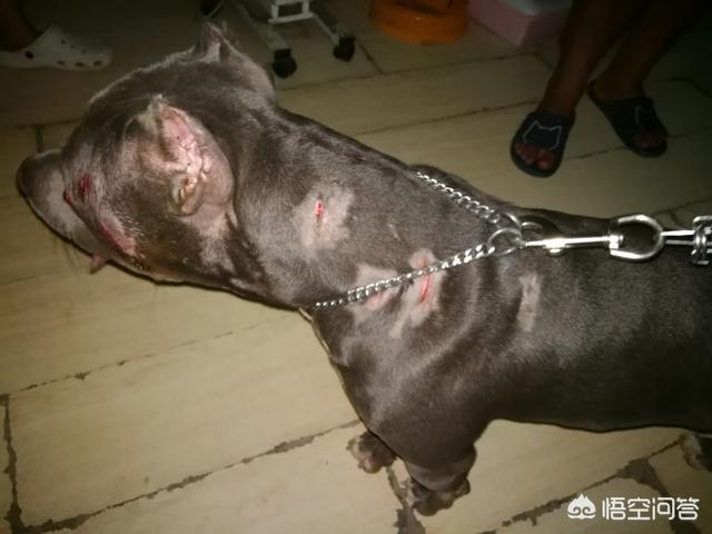 杜高犬打猎视频和比特谁厉害:杜高犬真的可以猎杀美洲狮吗？