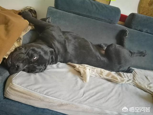 杜高犬打猎视频和比特谁厉害:杜高犬真的可以猎杀美洲狮吗？