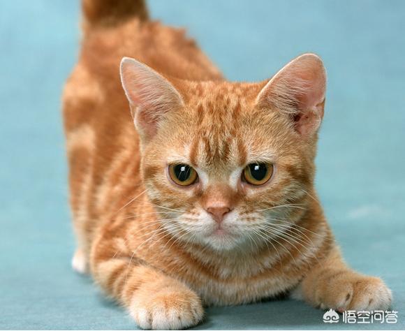 波斯猫儿 绝版视频:波斯猫歌曲视频 和猫咪分开一段时间后，它还会不会记得主人呢？你怎么看？