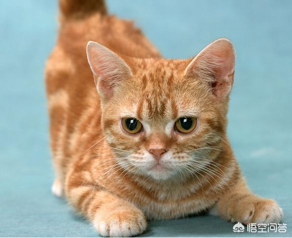 波斯猫儿 绝版视频:波斯猫歌曲视频 和猫咪分开一段时间后，它还会不会记得主人呢？你怎么看？