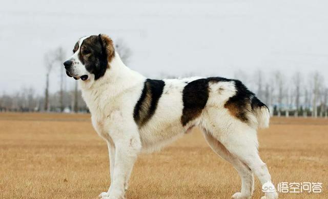 美国斗牛犬与藏獒:如何看待安徽合肥拟禁养中华田园犬？