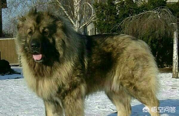 美国斗牛犬与藏獒:全球有哪些狗打得过藏獒？为什么？