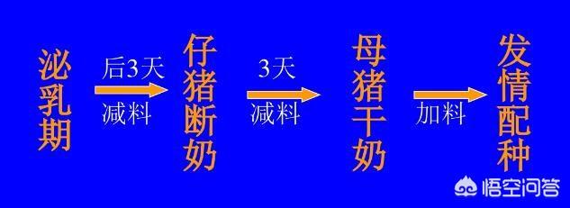 空怀:对于空怀母猪需要怎样去进行饲养和管理？求技术指导？